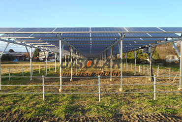 태양 전지판을 사용하여 과일을 재배하는 태양광 농업은 서로를 보완합니다.